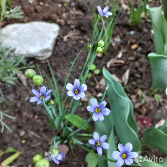 Сисюринхий