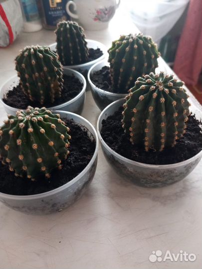 Кактусы