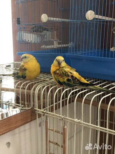 Певчий попугай