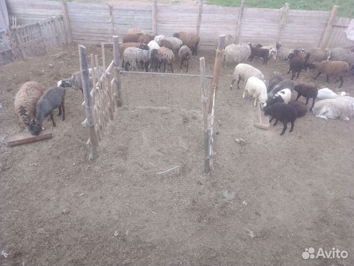 Овцы бараны