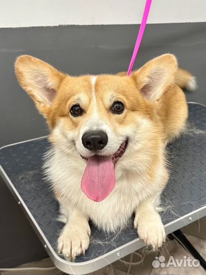 Груминг собак и кошек в самом центре города