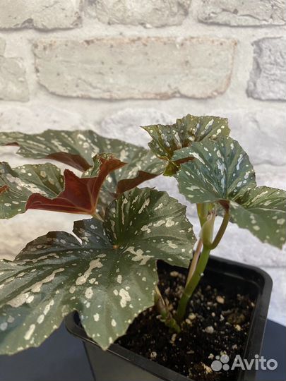 Бегония Софи Сесиль тростниковая