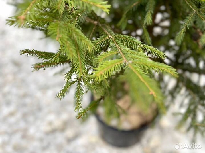 Ель обыкновенная 165 см классика зимнего сада