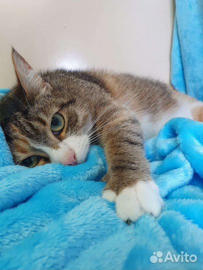 Трехцветная кошка – в добрые руки