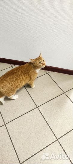 Кошка в дар бесплатно