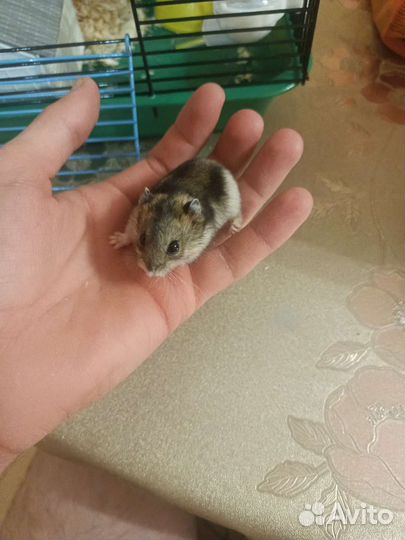 Хомячки в добрые руки