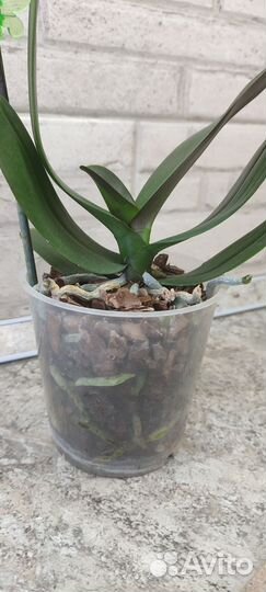 Орхидея фаленопсис