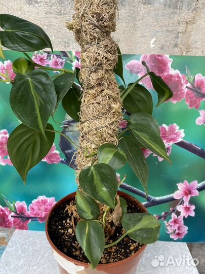 Филодендрон, монстера