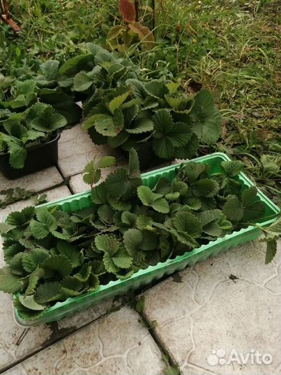 Рассада клубники