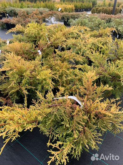 Можевельник