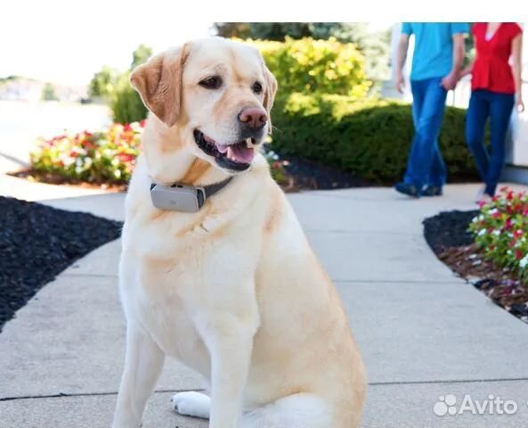 Электронный ошейник для собак