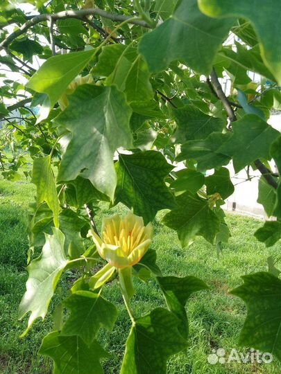 Тюльпановое дерево