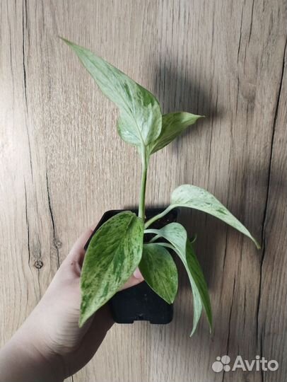 Эпипремнум марбл квин