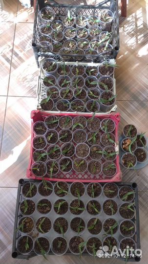 Юкка древовидная