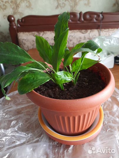 Спатифиллум