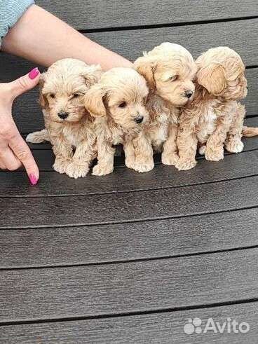 Мальтипу мини и стандарт