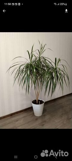 Пальма драцена