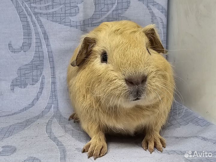 Морские свинки