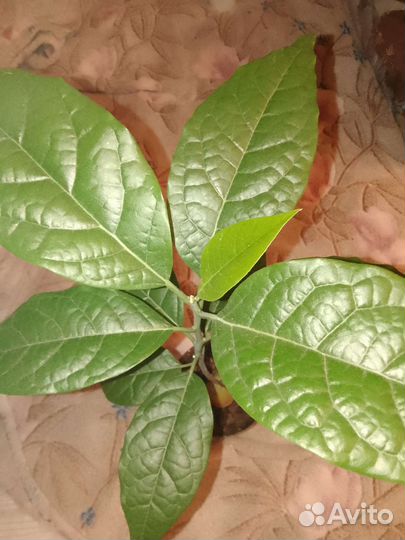 Сингониум, традесканция, каланхоэ, хлорофитум