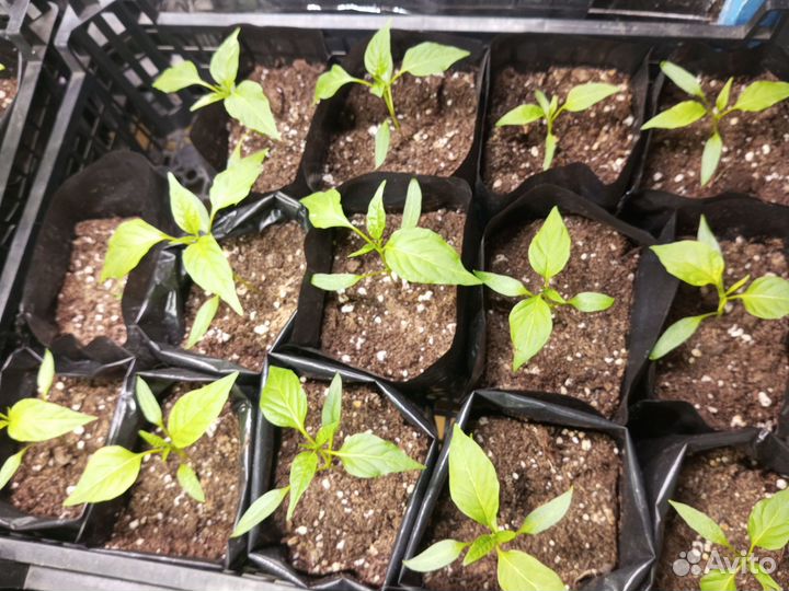 Рассада перец сладкий и острый