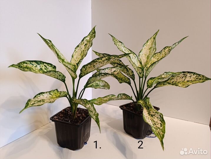 Аглаонема Киви