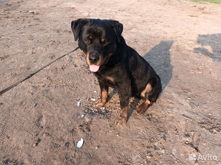 Джентельмен ищет спутницу