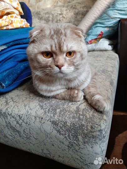 Шотландский кот для вязки