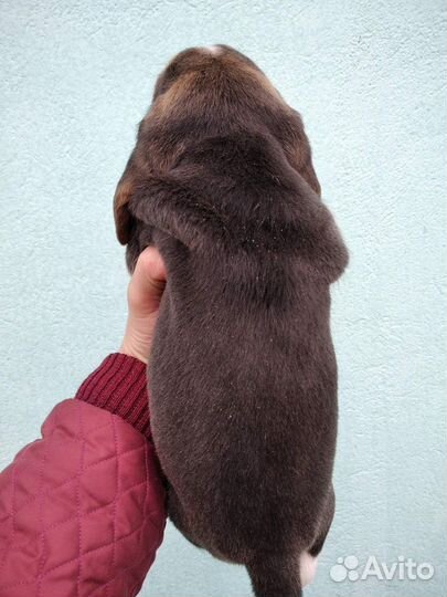 Щенки бигль из питомника