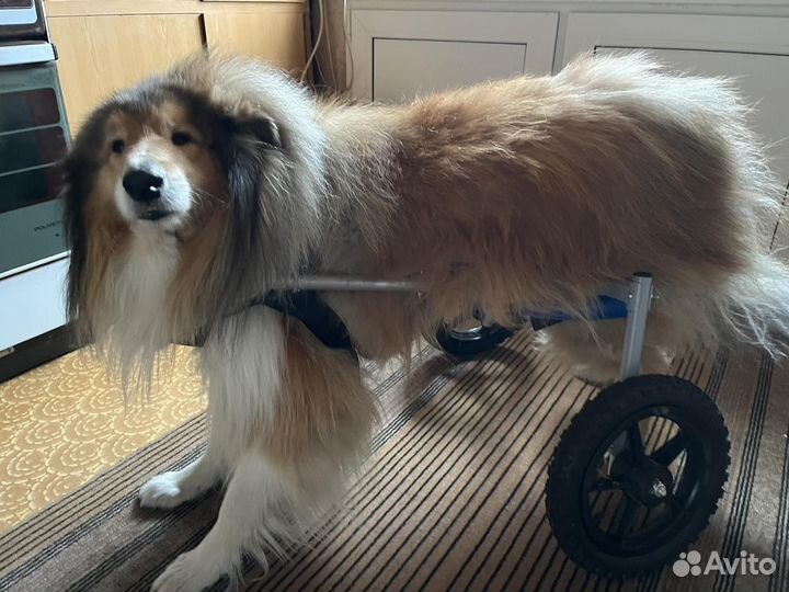 Продам тележку для собаки крупной породы