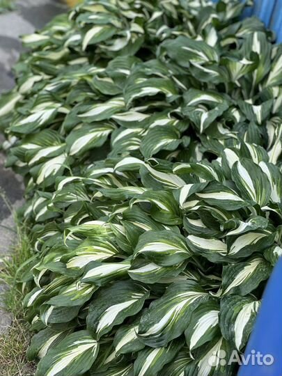 Продам хосты