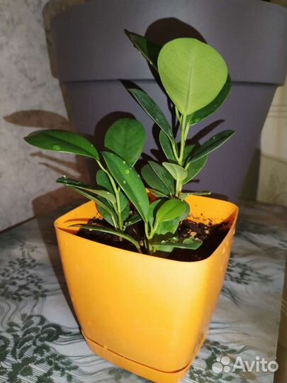 Фикус мокламе