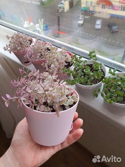 Каллизия розовая пантера