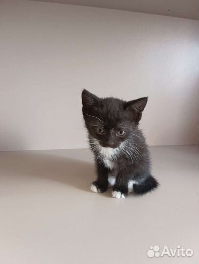 Котята готовы к переезду