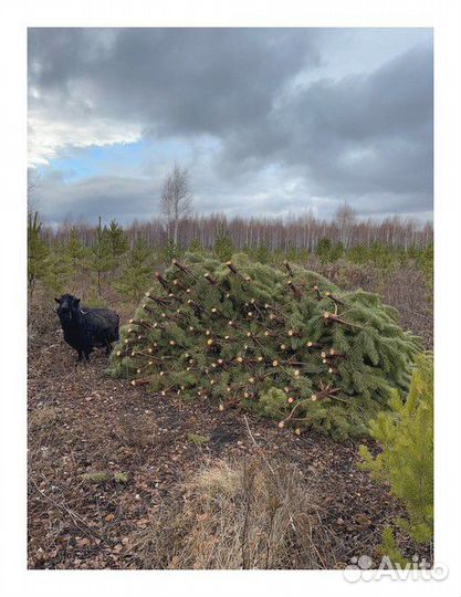 Сосна Рождественская