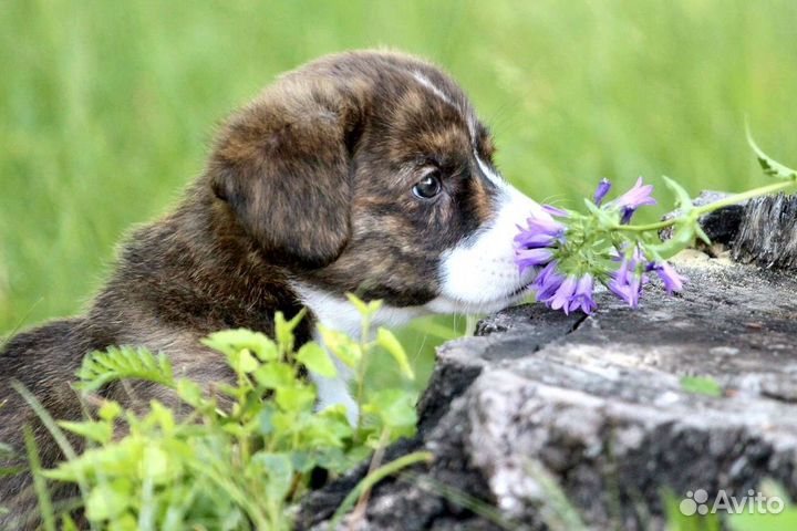 Вельш корги