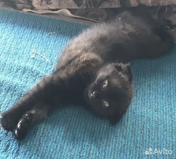 Вислоухие котята в добрые руки