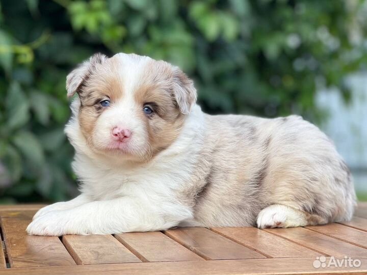 Бордер колли. Девочки и мальчики для вас