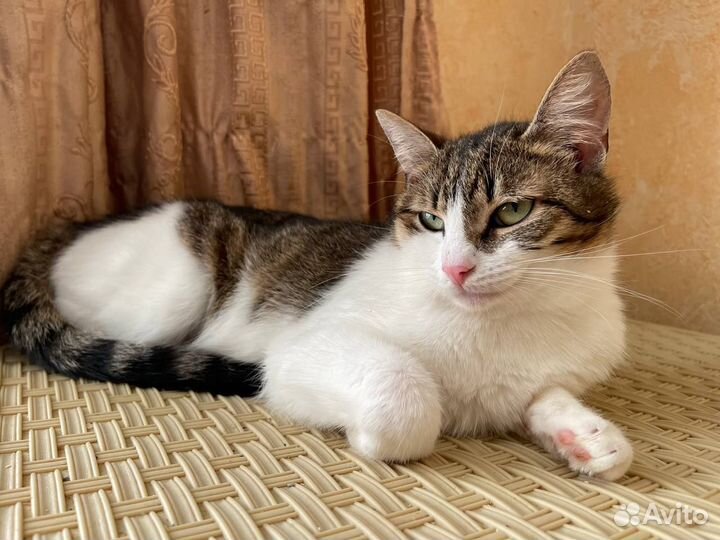 Добрая и нежная Полумна ищет дом