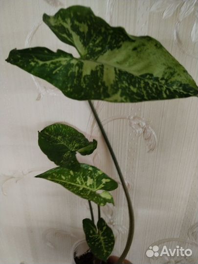 Комнатные цветы