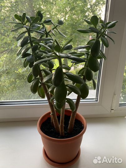 Денежное дерево (Толстянка)