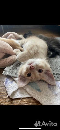 Котенок в добрые руки