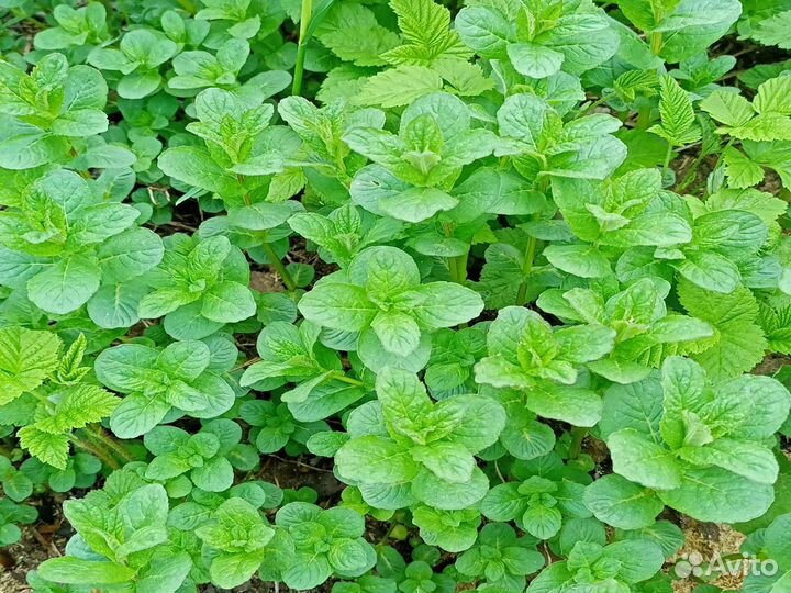 Пионы саженцы, хоста, мята