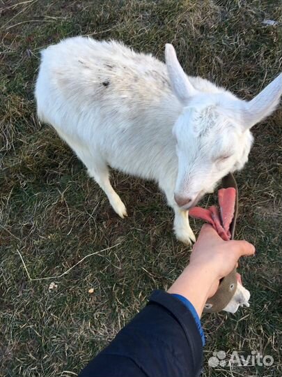 Коза дойная молочная