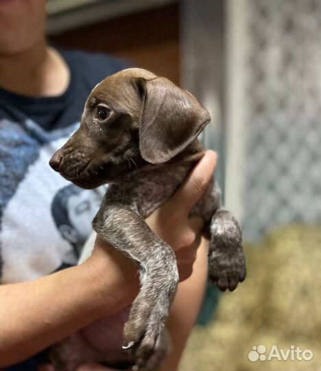 Курцхаар щенок в дар очень активным людям