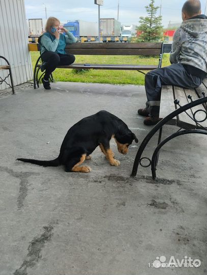 Щенок похожа на метиса ротвейлера ищет дом