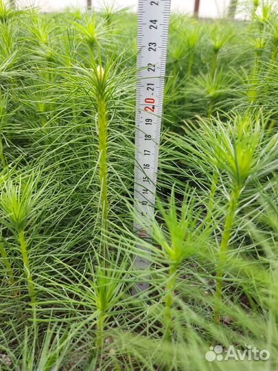 Сеянцы сосны