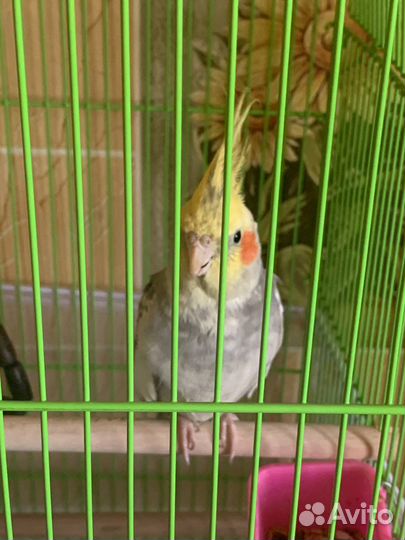 Корелла с клеткой