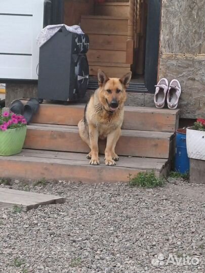 Домашние животные