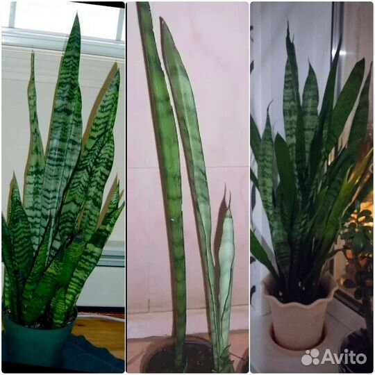 Цветы домашние