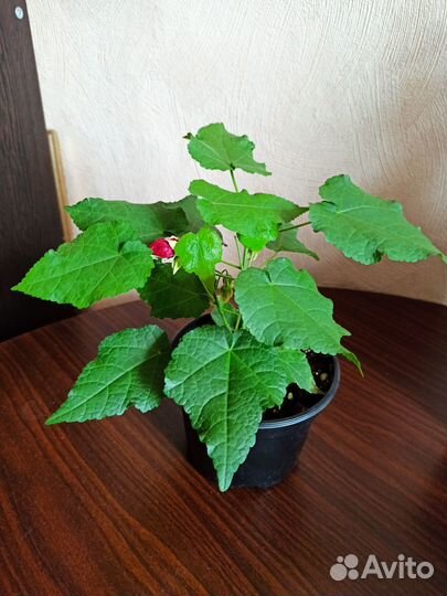 Абутилон (комнатный клен)